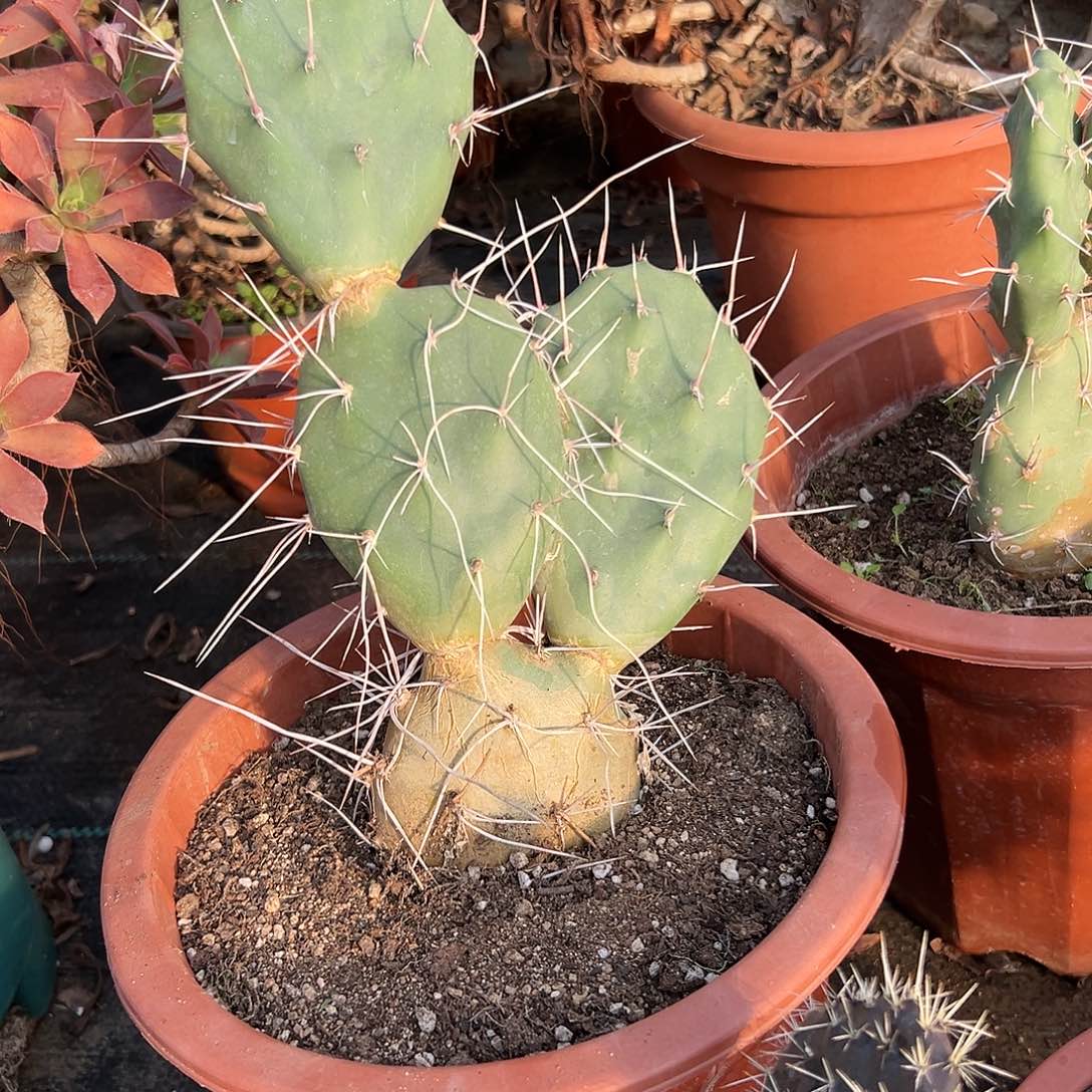 多肉植物区刺硫磺