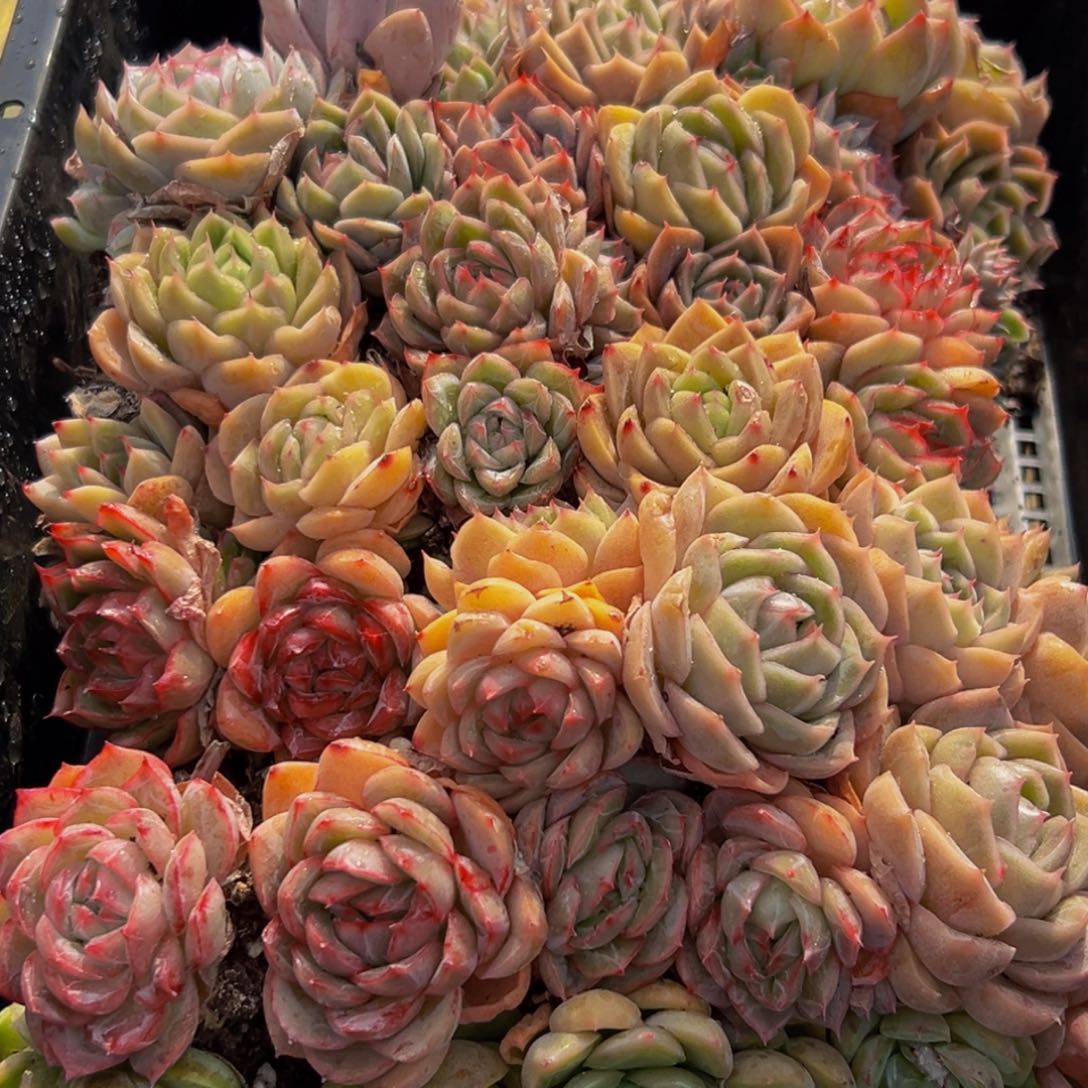 668多肉葡萄领导人物库资料