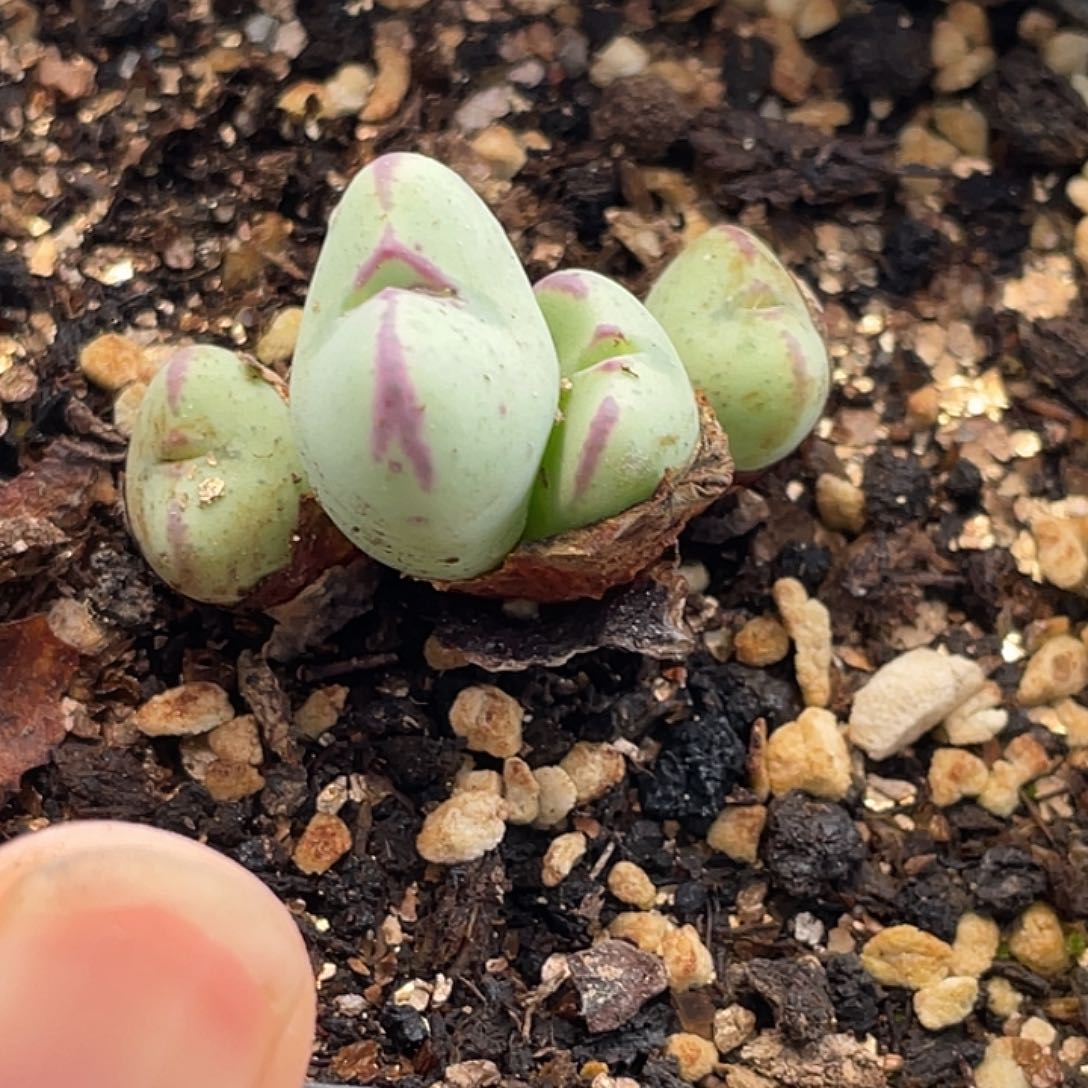 16-41将多肉植物肉锥