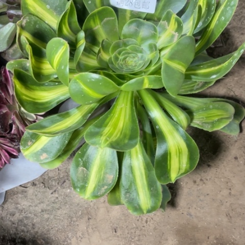 暴君多肉多肉4340