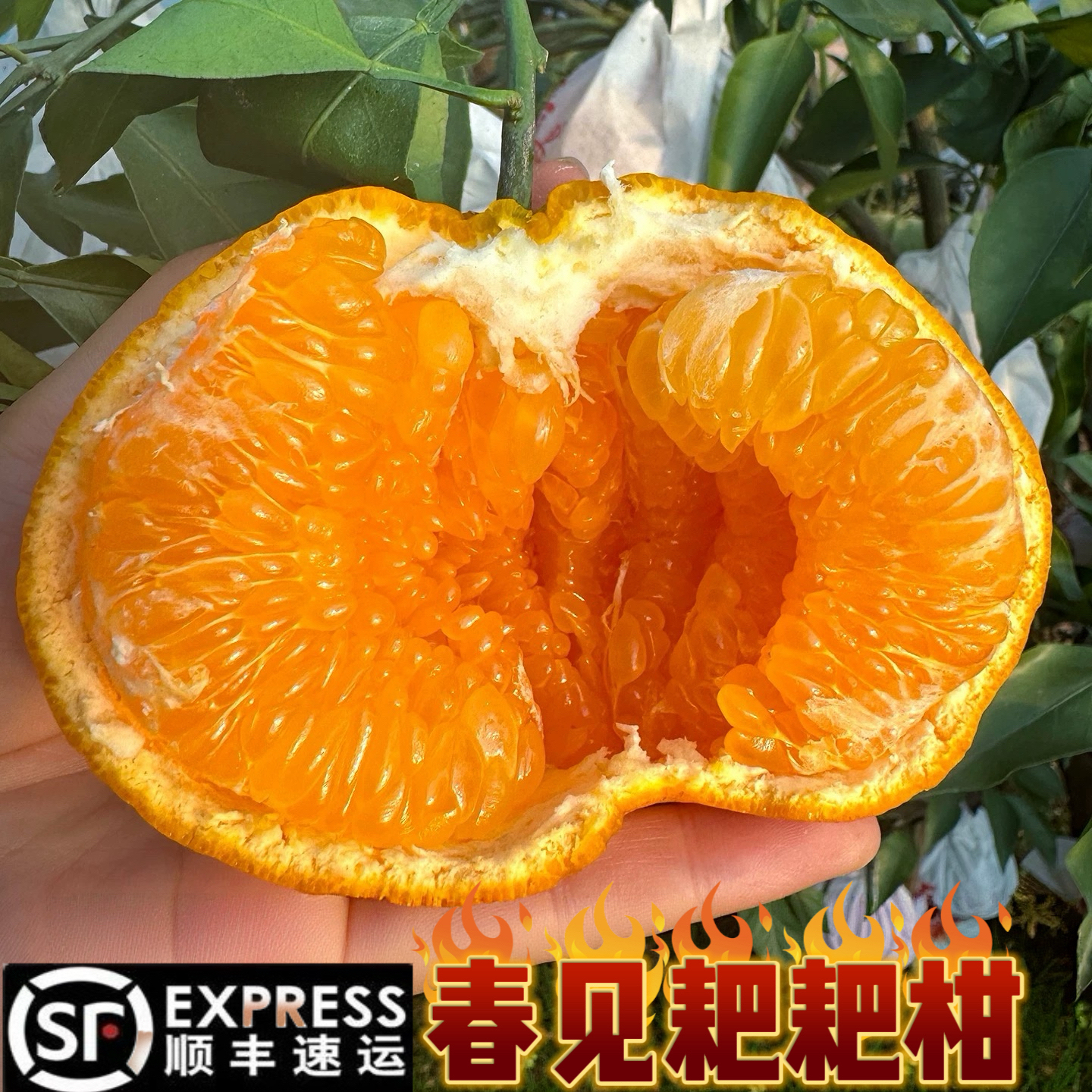 《小军严选》遇署记耙耙柑精选柑橘爆汁 顺丰包邮四川省
