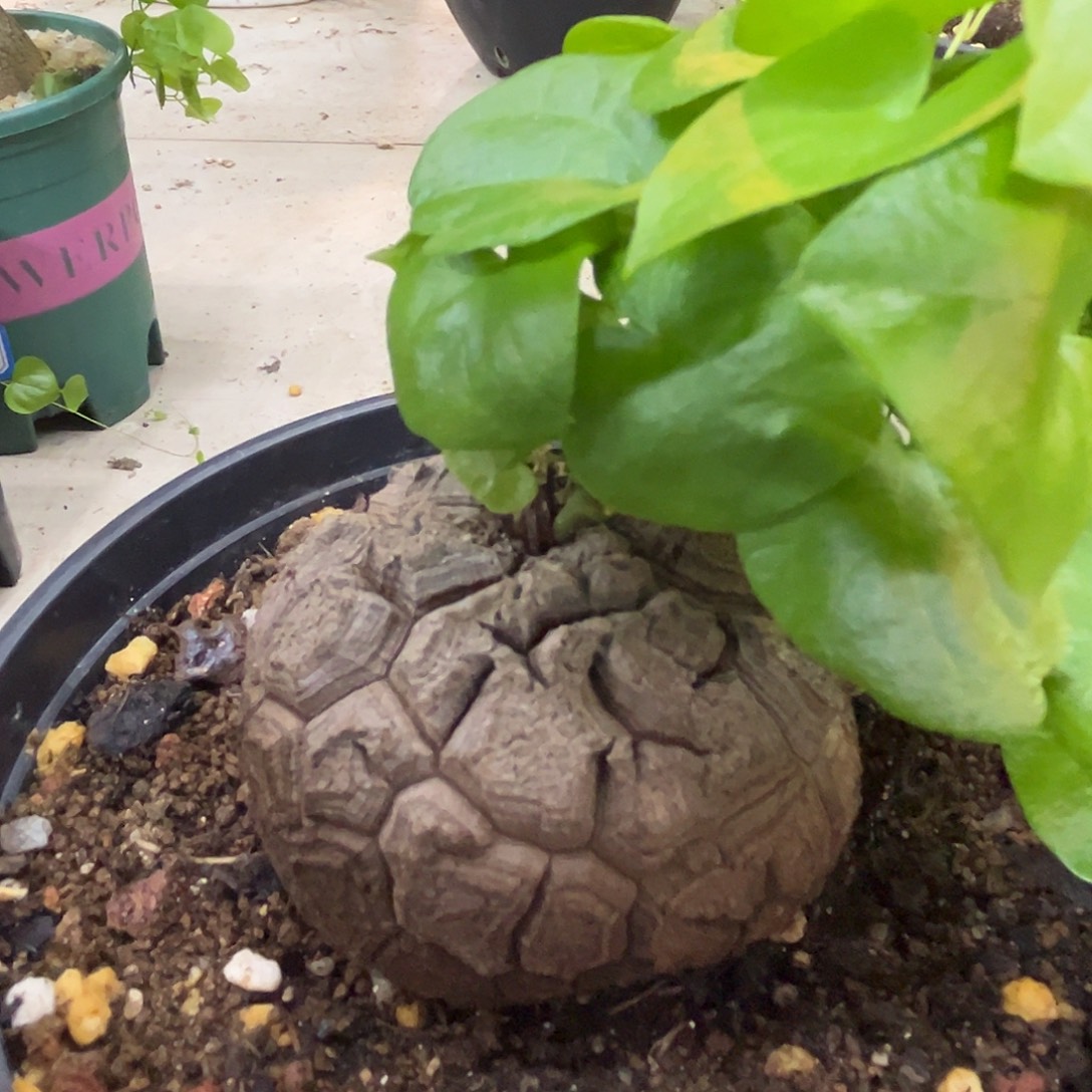 汤圆植物1龟甲龙哈