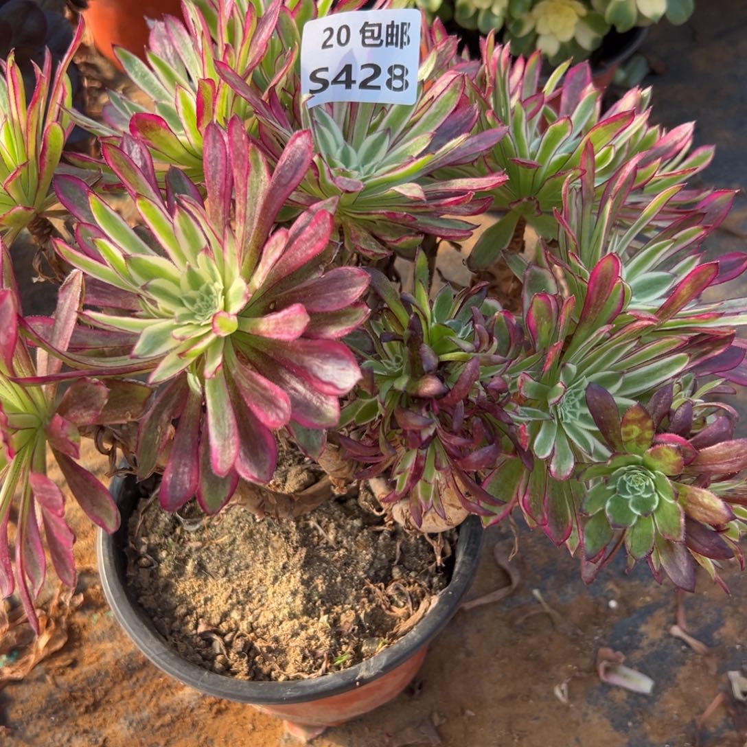 428仙墨，满20包邮嘟叮熊