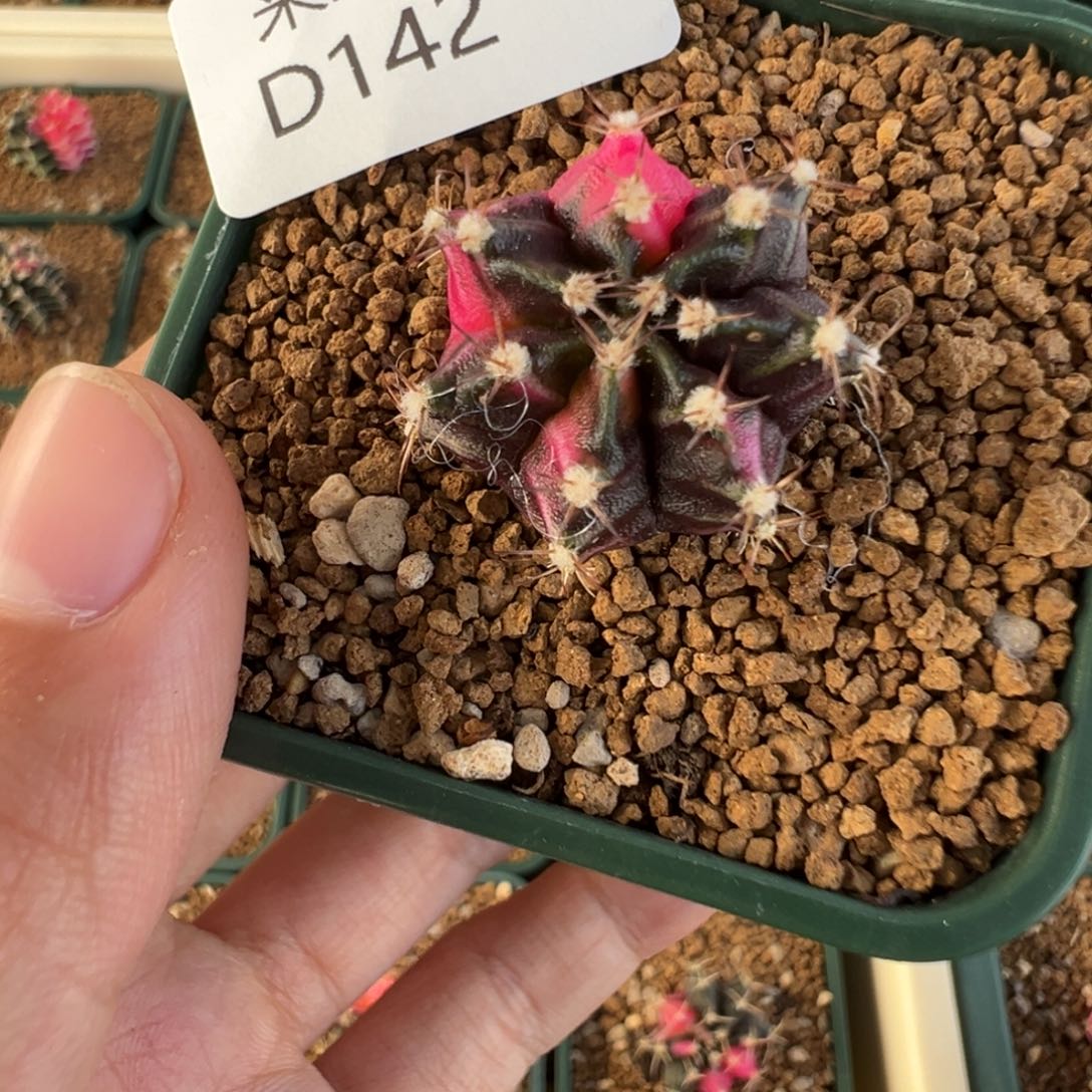 142 好看的米哈冲冲冲