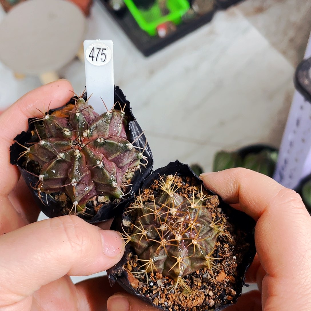 非偏远地区满25包邮仙人球