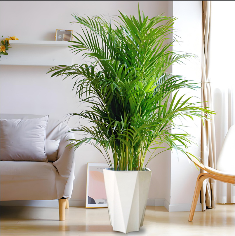 【1.2米-1.4米富贵椰子】大型绿植净化空气适合客厅办公室摆放