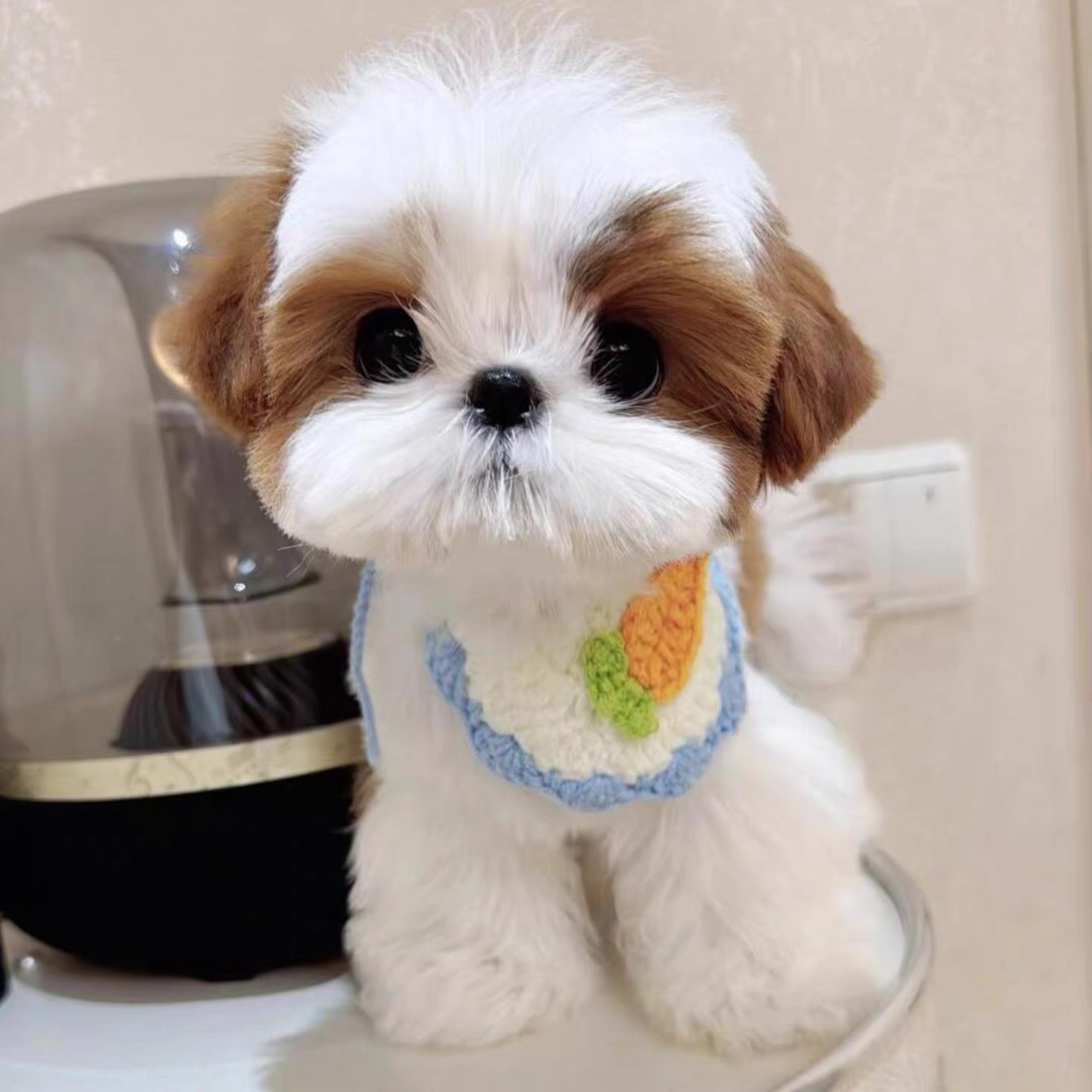 西施犬茶杯长毛公主犬小体超小体西施犬小体型