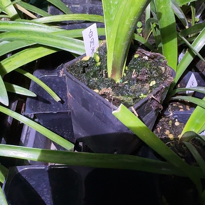 白月光朱顶红一棵