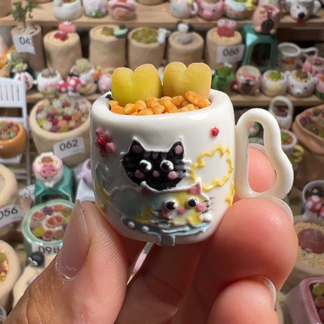 多肉植物120号拇指盆