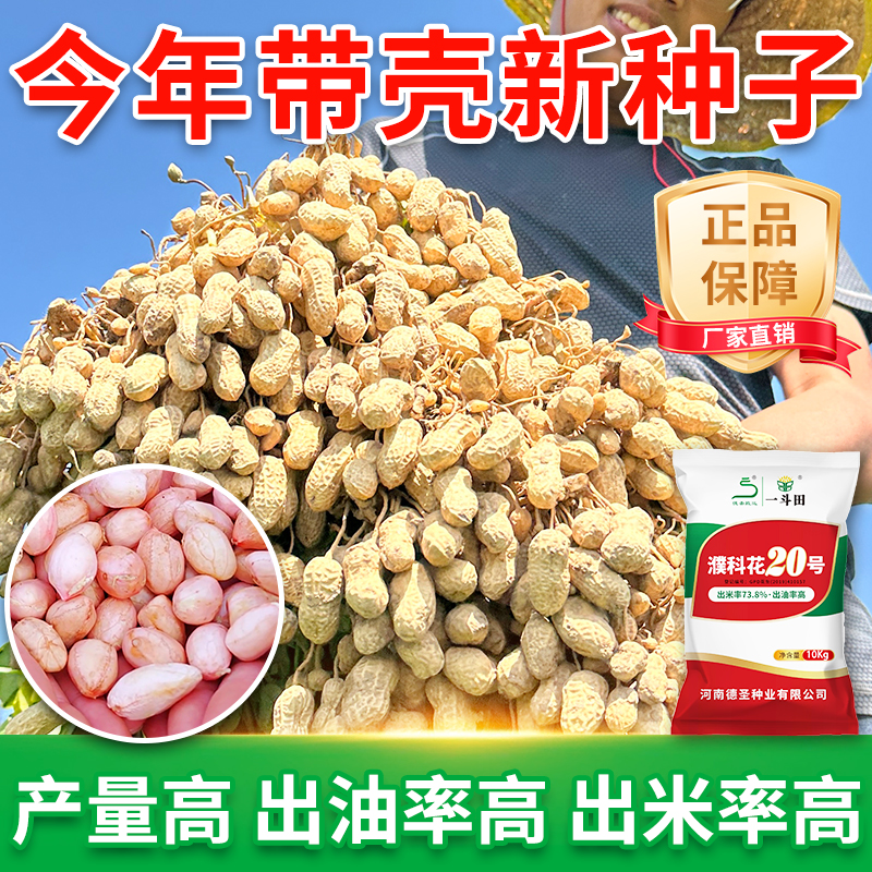正品濮科花20号高产花生种子河南农科院花生原种罗汉果花生原种