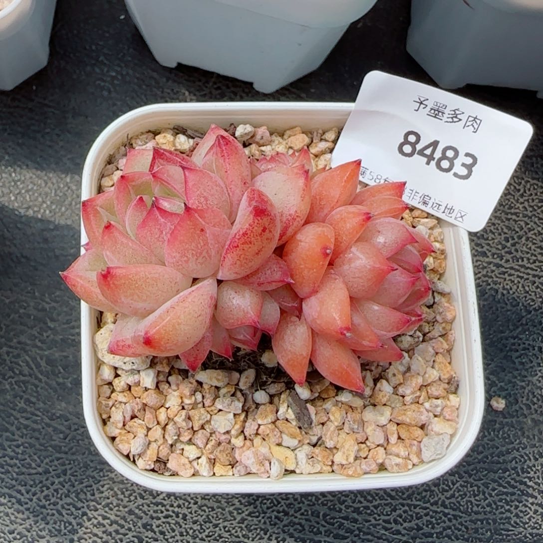 孤品珍妮群，8483多肉