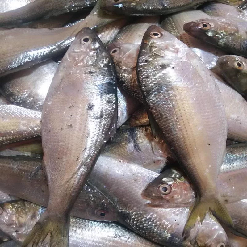 大连海鲜令吉鱼鲮鲫鱼灵吉鱼海鲫鱼