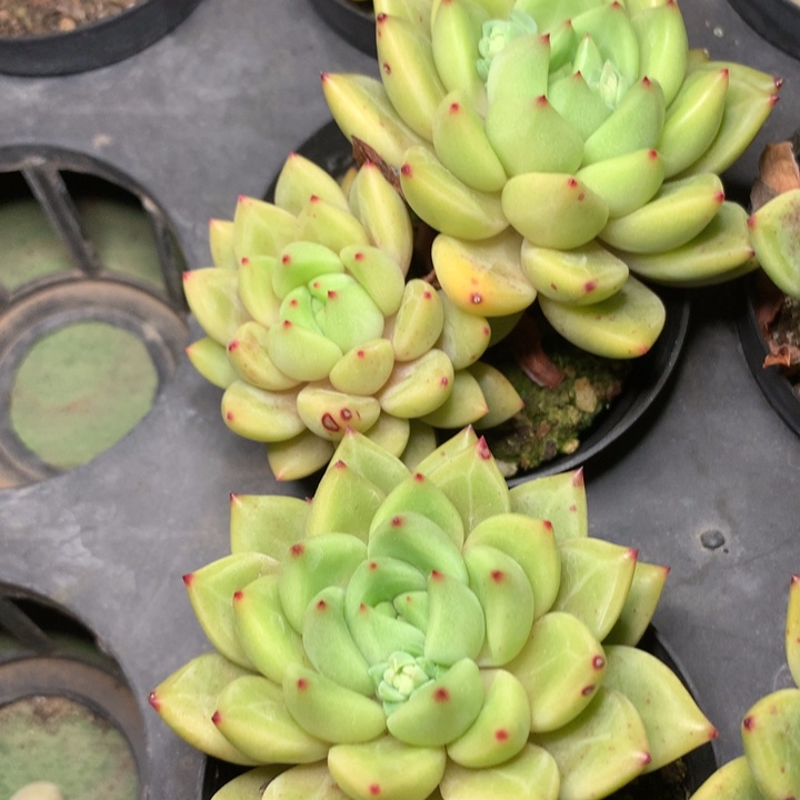 香香公主双头发货