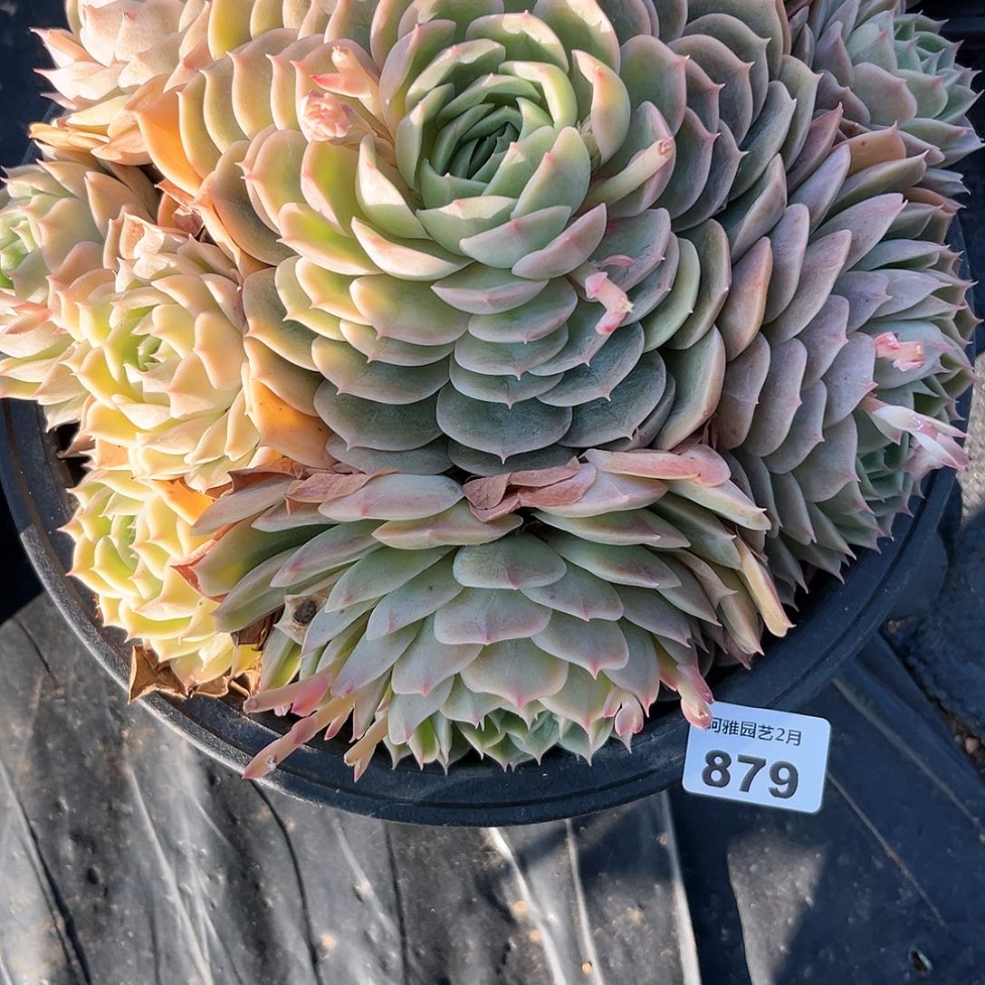 阿雅园艺。   879