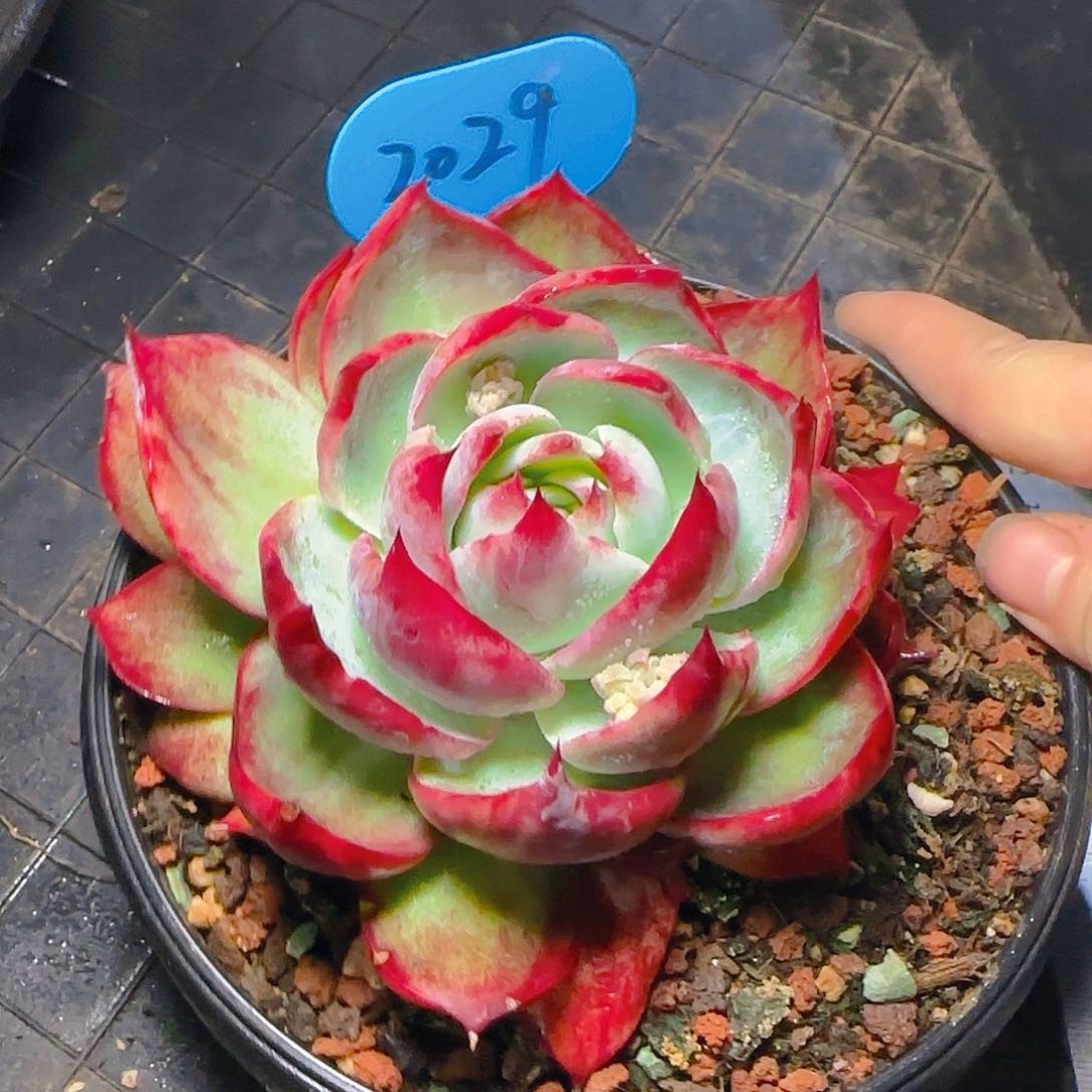 惊鸿仙子一物一拍2029号