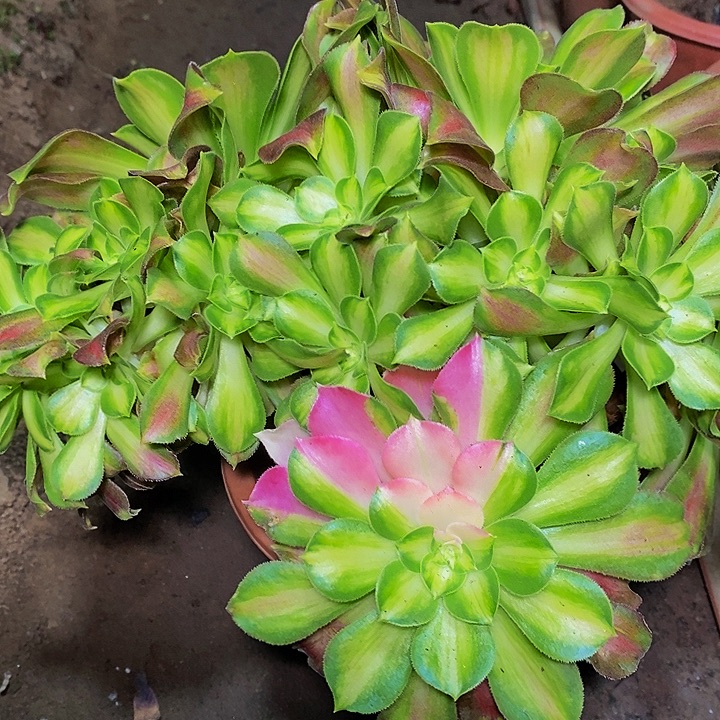 韶华花脸多肉植物