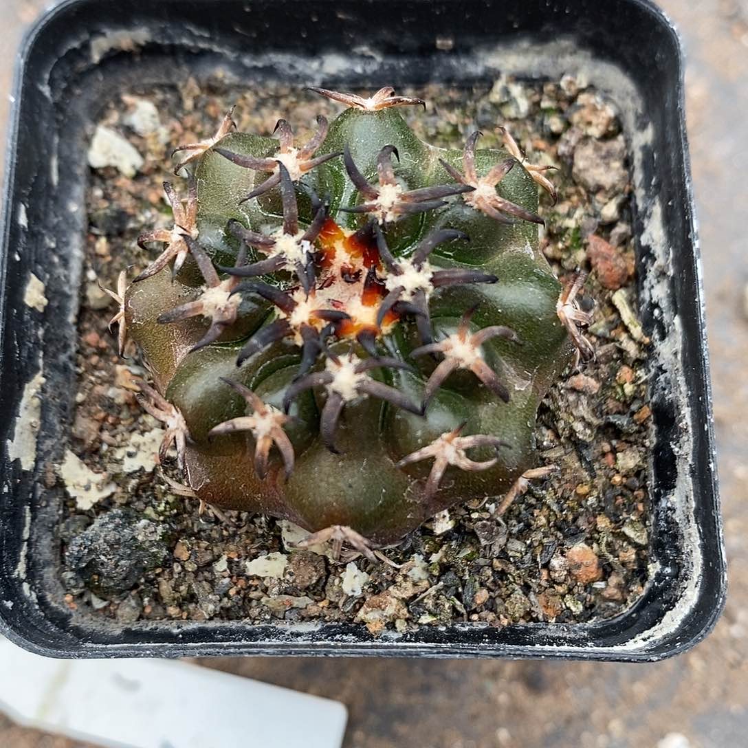 实生  黑刺猫爪圆盘3.3公分左右一物一拍