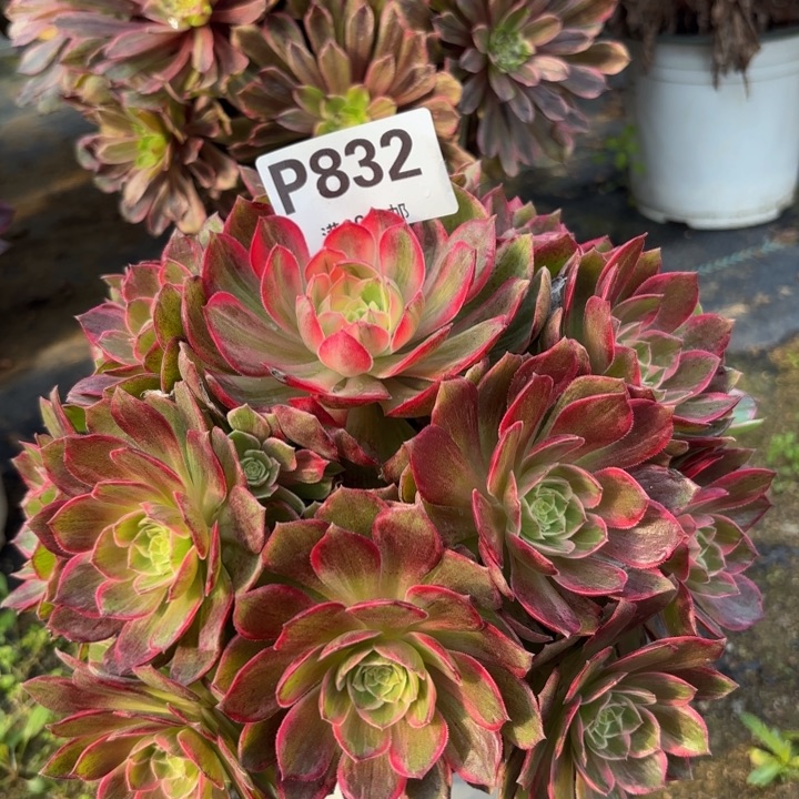 瑞妈多肉植物，832.万花筒