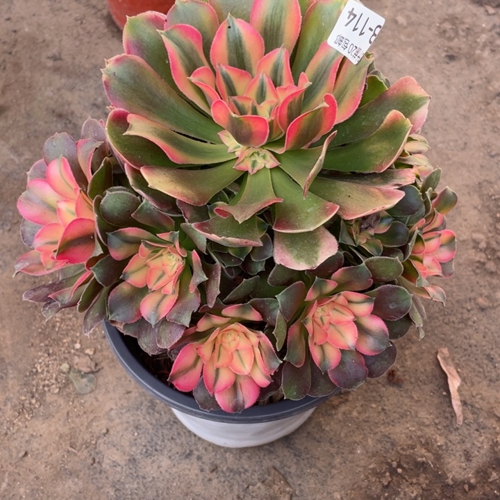 114香妃多肉12345678多肉