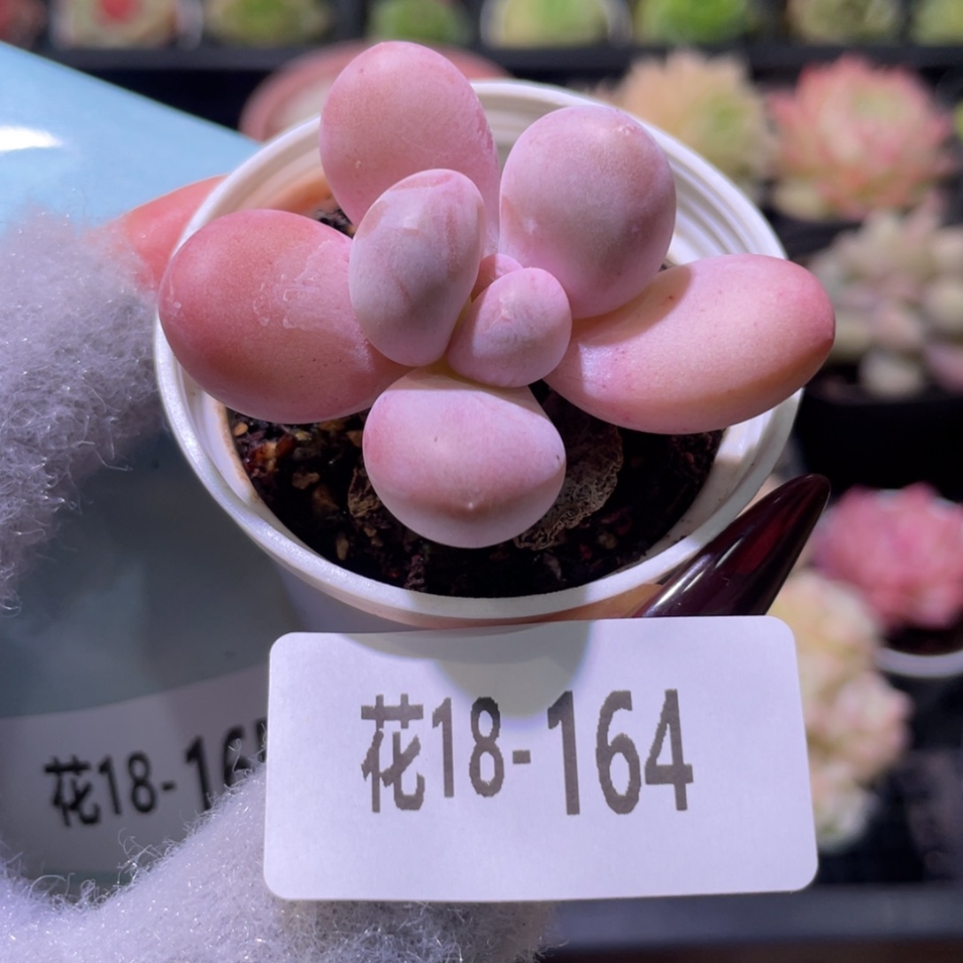 花利美18-164香水