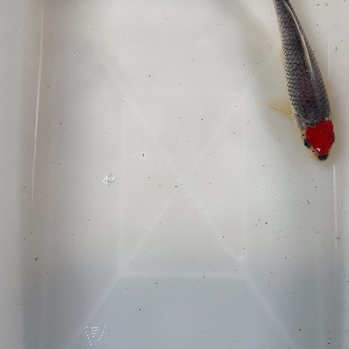 锦鲤血统锦鲤养殖