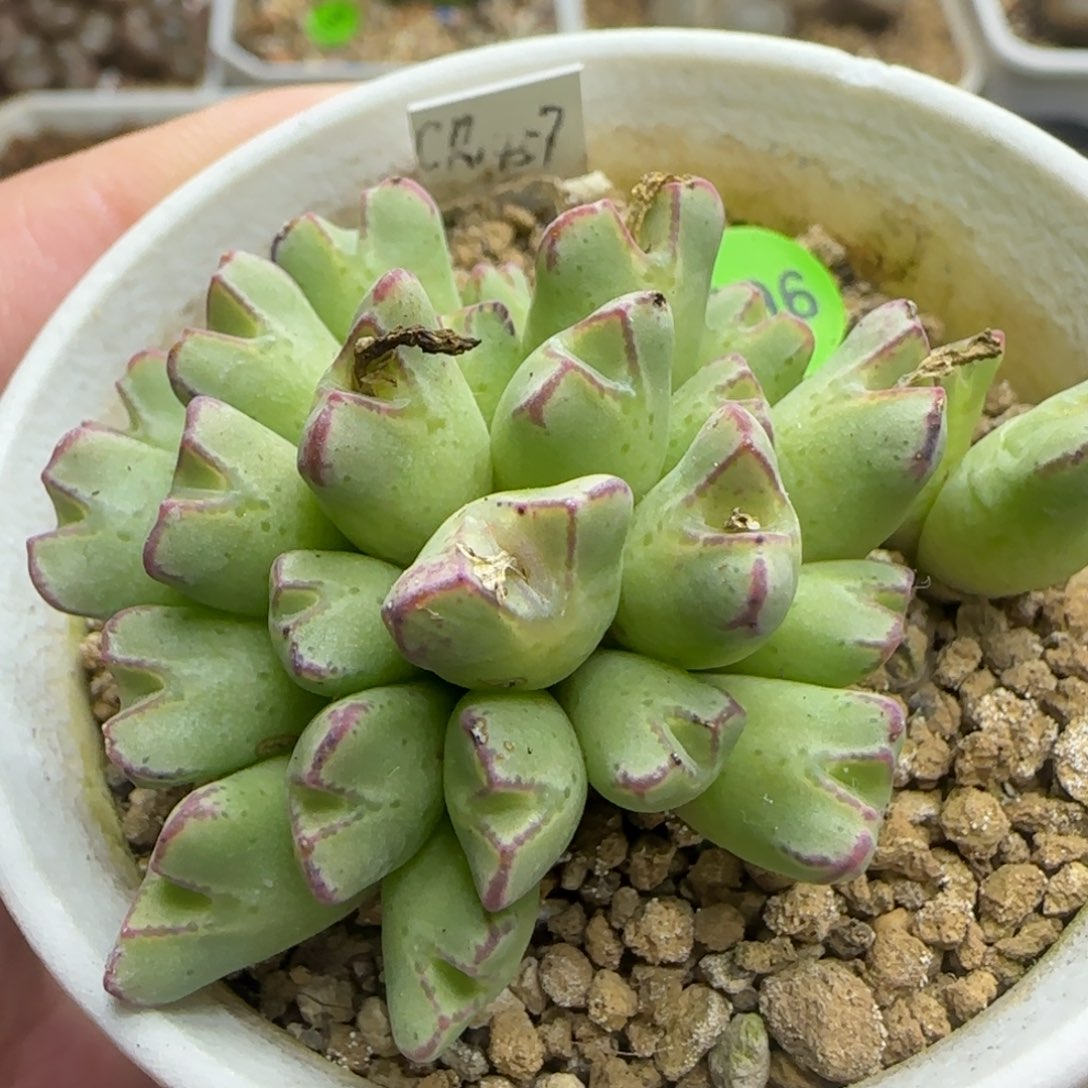 cr1457猪蹄群26头多肉196