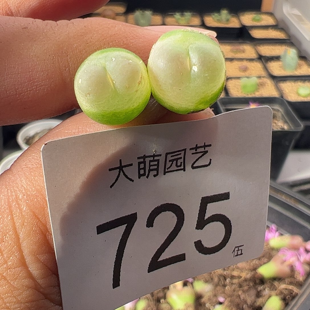 一物一拍。    微瑕福利。 725