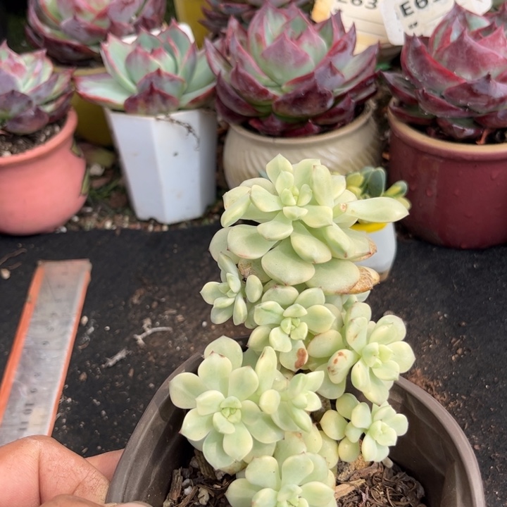 探戈锦多肉植物花卉