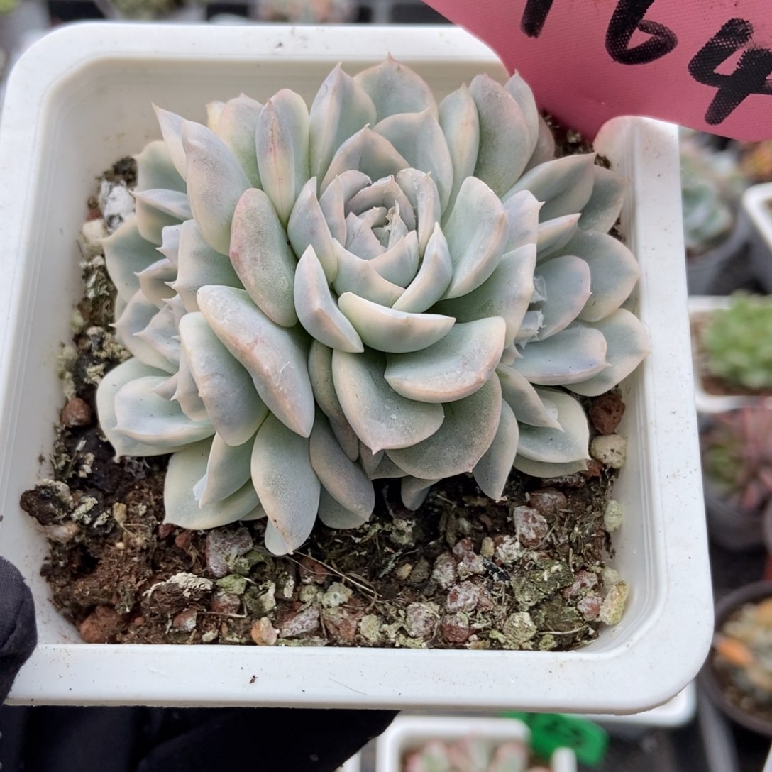 3164墨西哥雪球锦多肉植物