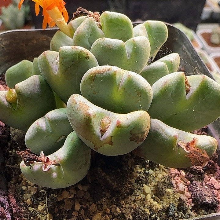 鱼嘴。             603