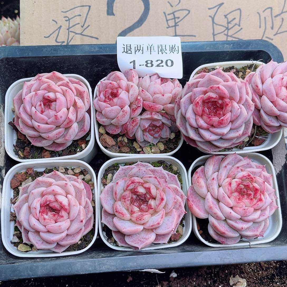 1-820 新疆西藏内蒙不发12.8包邮2-3公分多肉