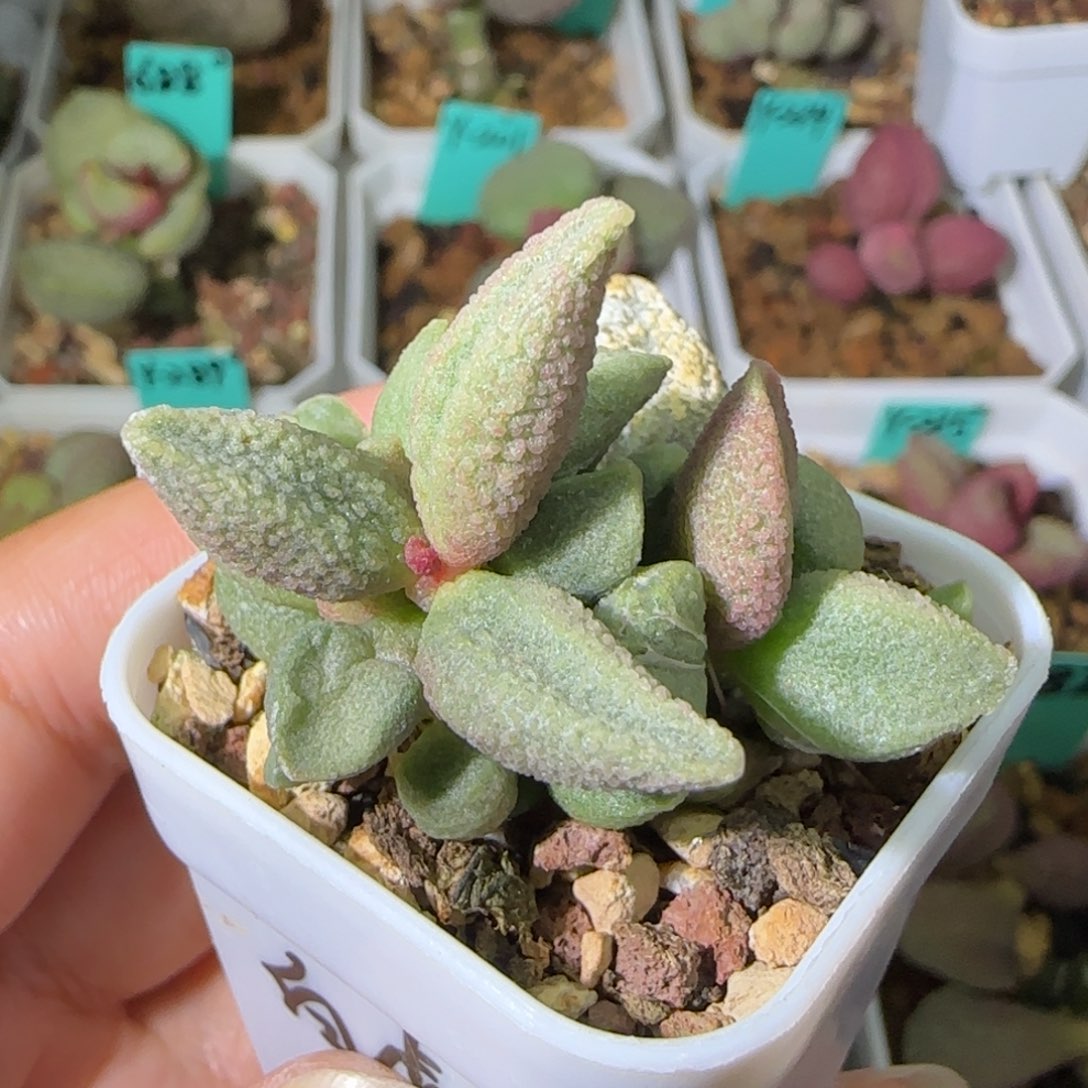 白虎叶插桩，四方盆发