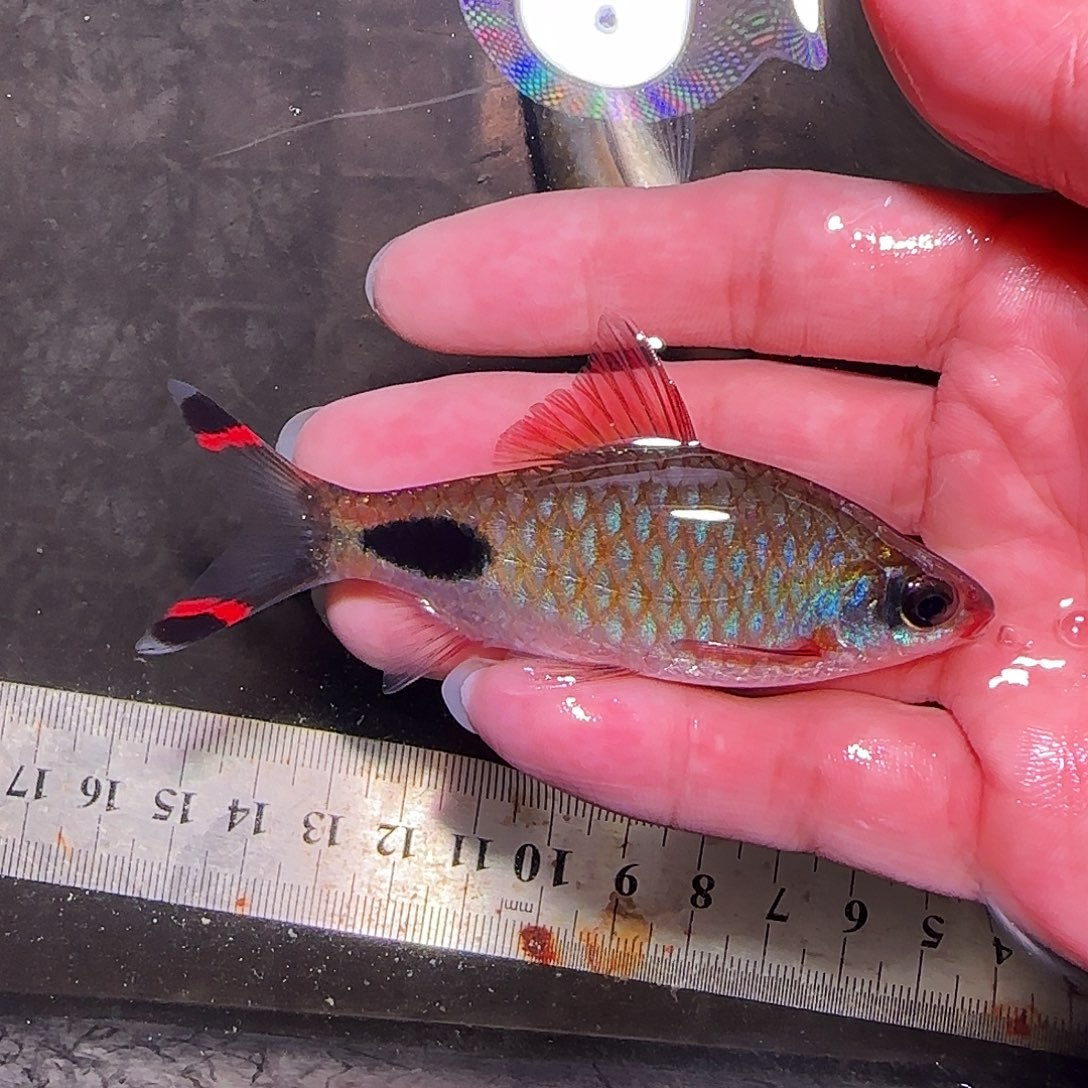 灯科鱼红杂999999