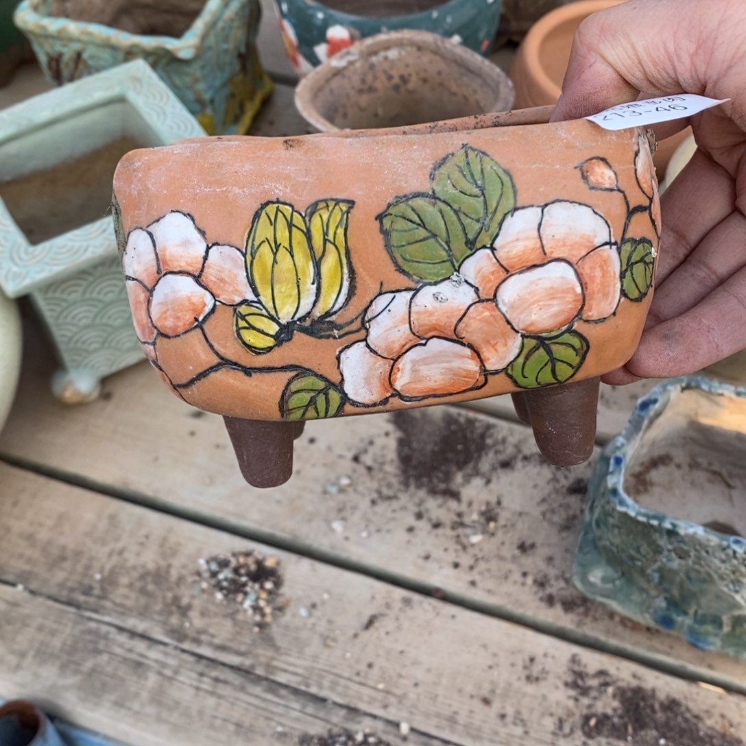 红陶阳**璨46多肉盆一个呀