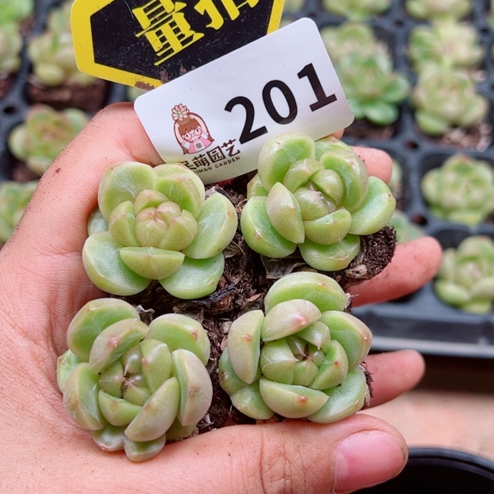 多肉植物多肉植物