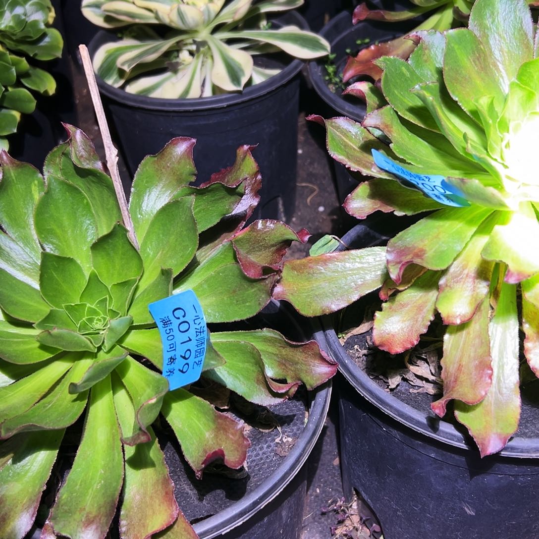 两颗、冰七彩199-200