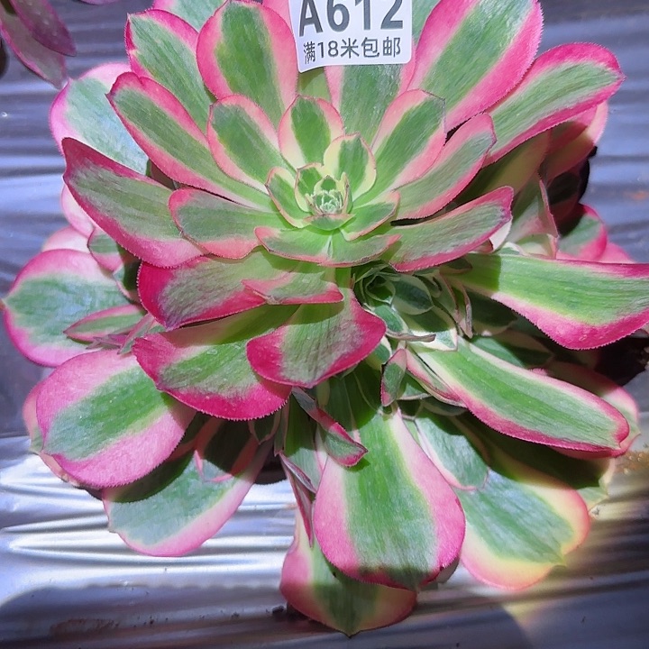 多肉法师粉女郎修改