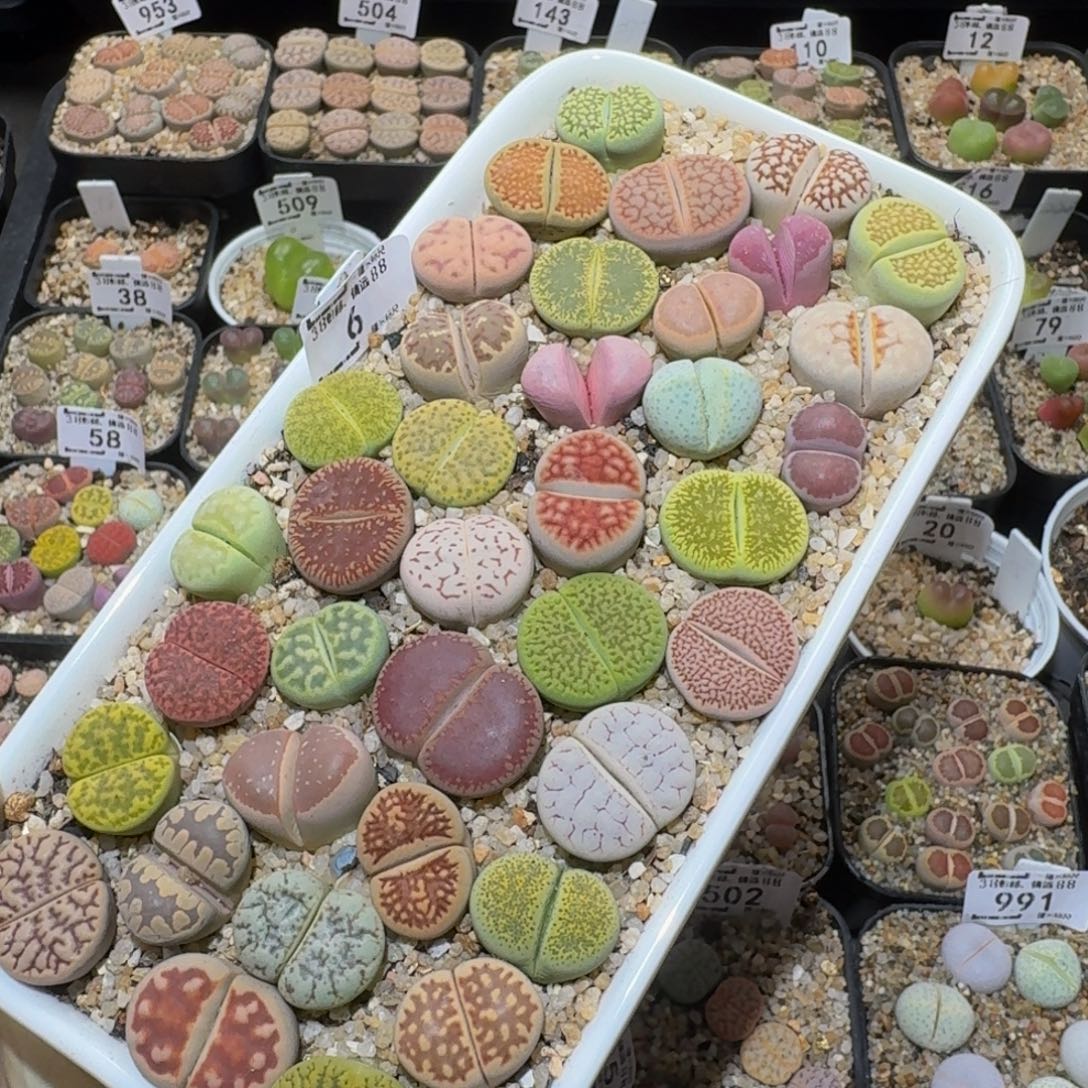 Ssss精品生石花6大