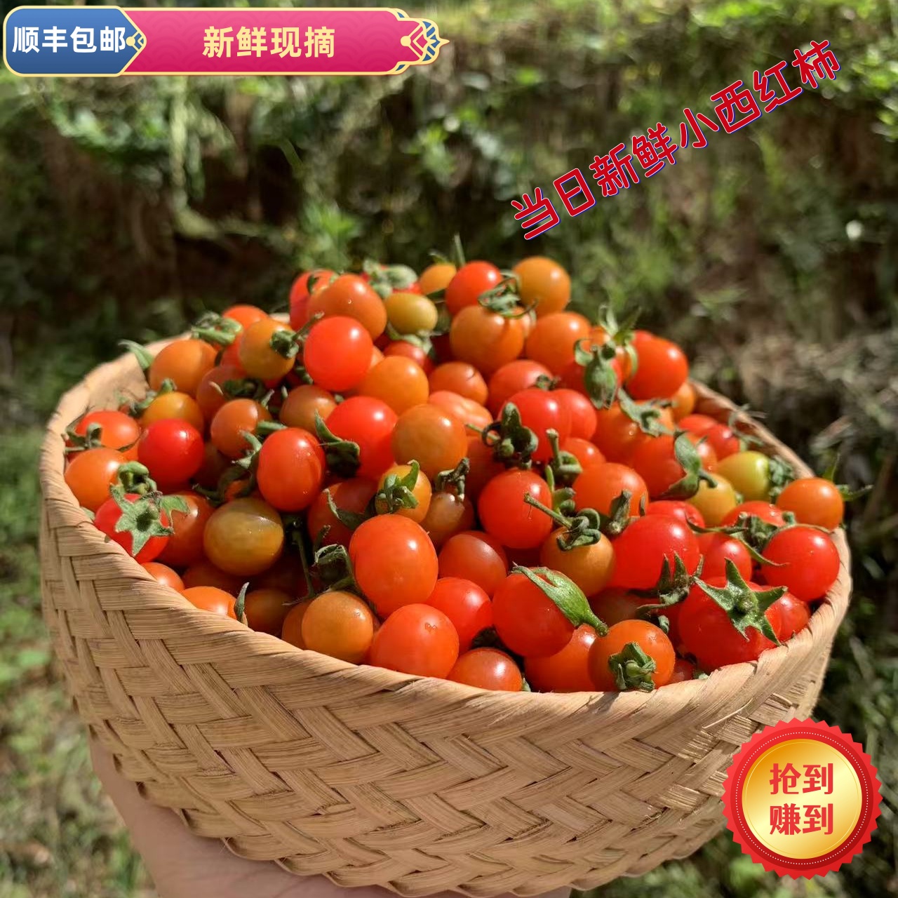 贵州露天小番茄毛辣果小西红柿酸汤主材料现摘现发扣子毛辣