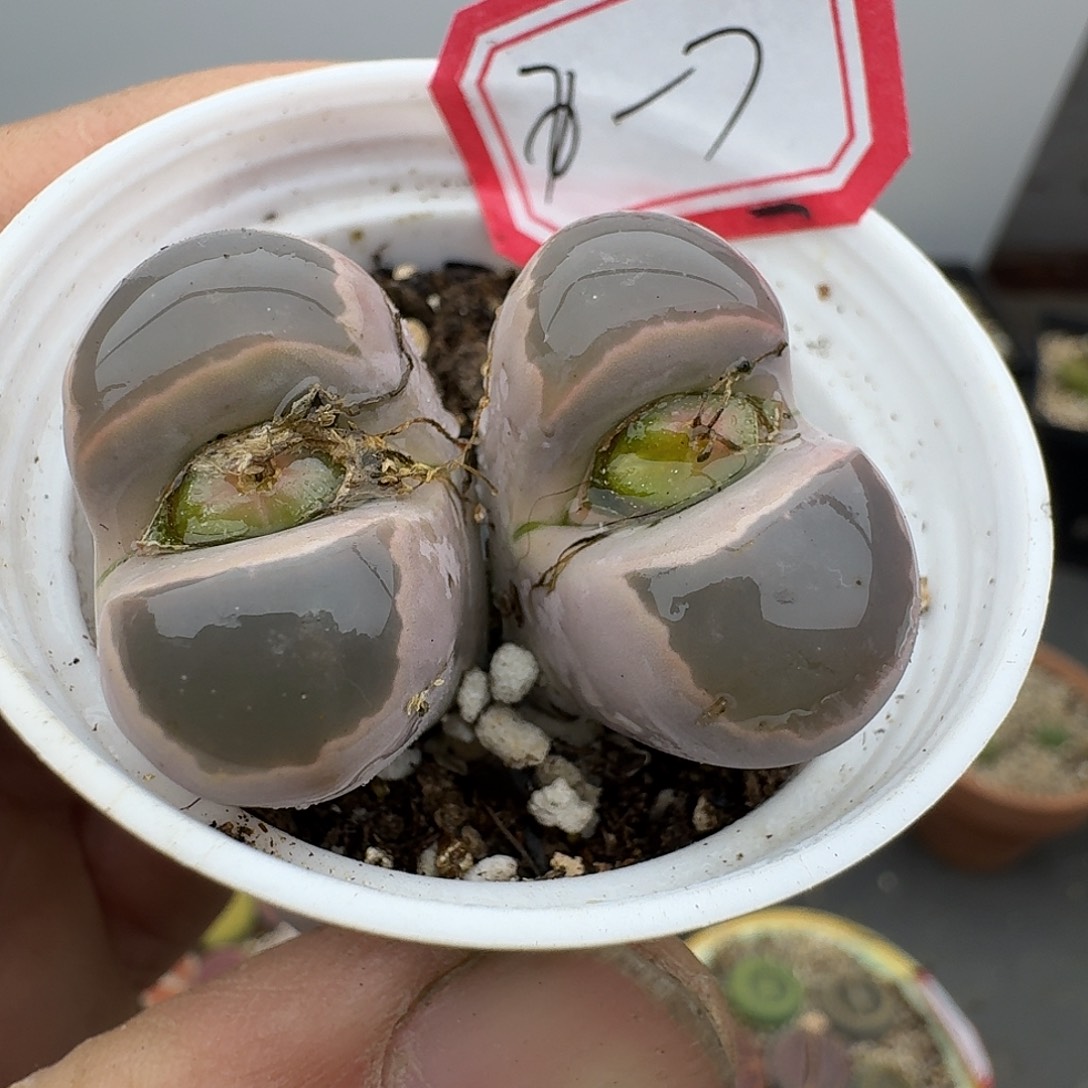 7给哈哈哈哈哈哈哈菊