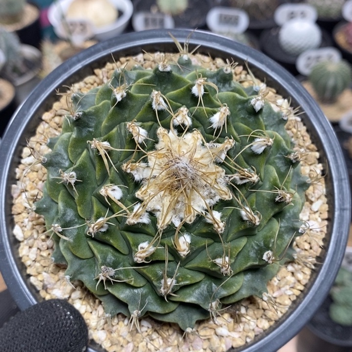 自根帝冠220号8.8cm