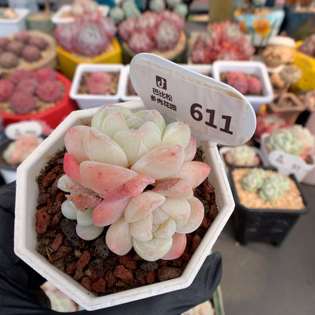 611 冰玉多肉多肉