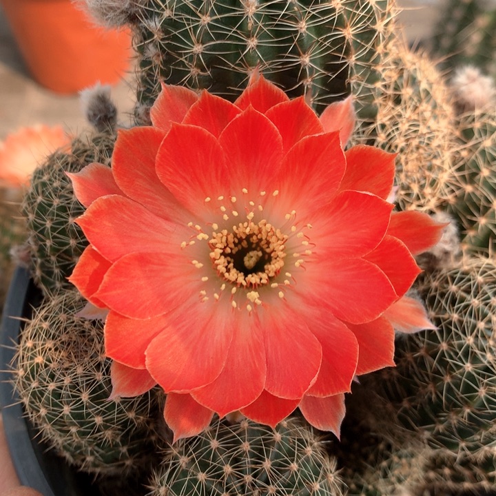 8落地自根根细很好15厘米盆大群