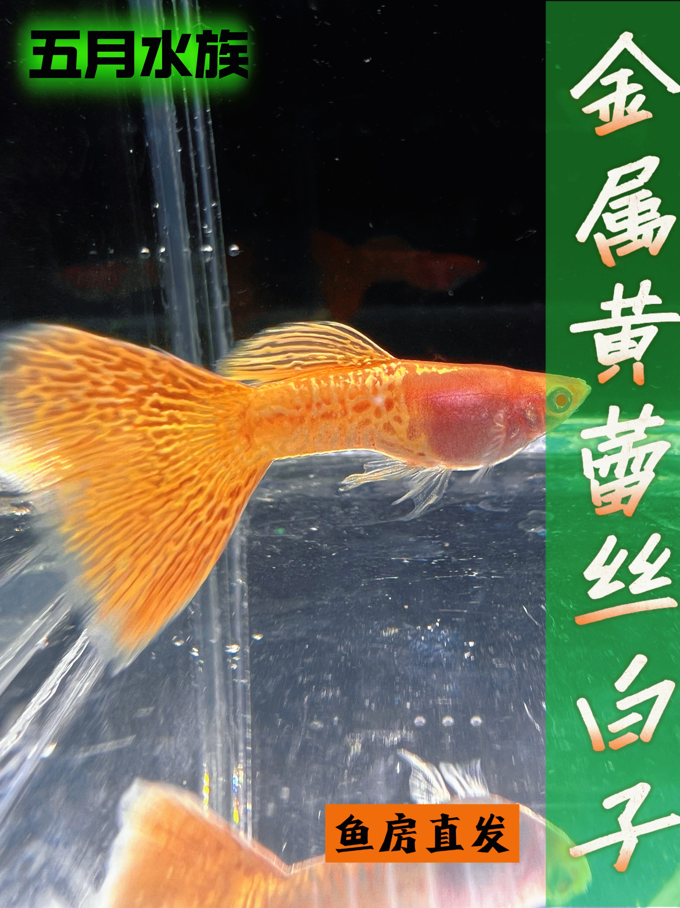 金属黄蕾丝白子 粉红脸蛋 鱼房精养孔雀鱼
