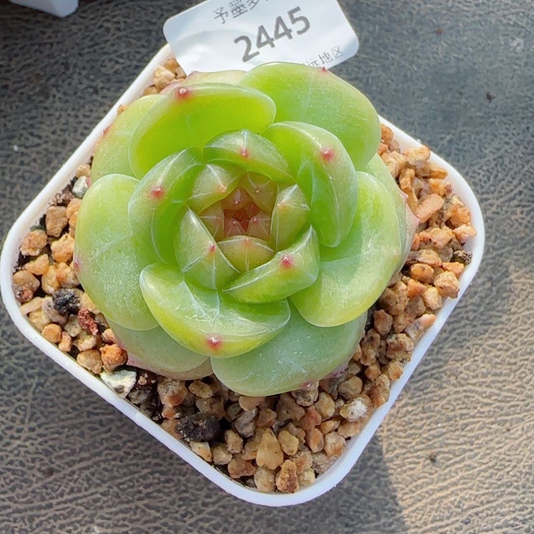 玉茗母本，2445多肉植物