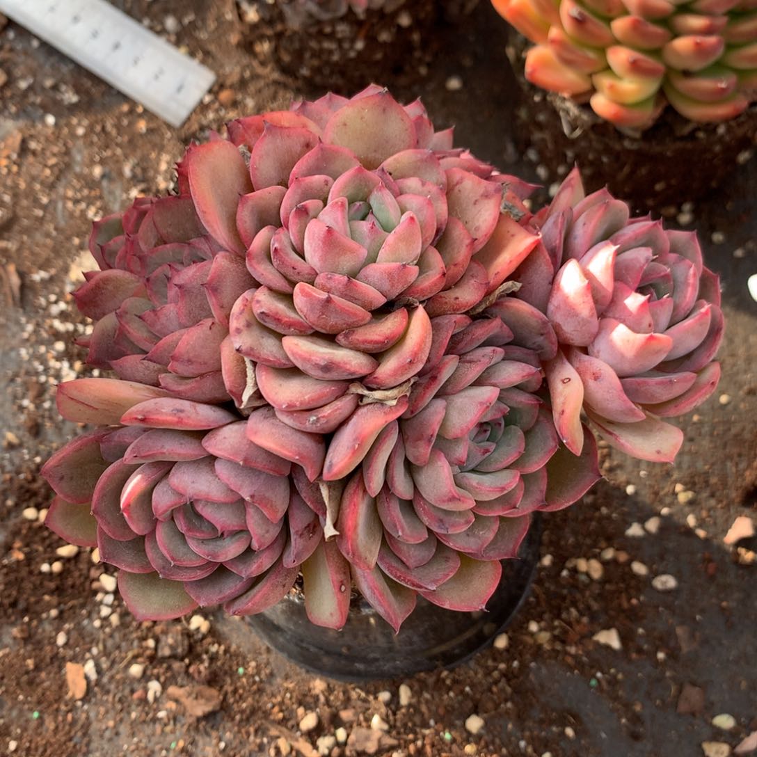 8082杂交多肉老桩