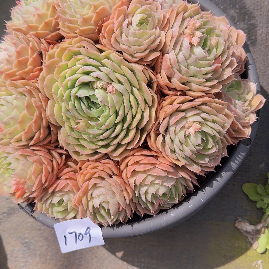 胖*嘟1709昂斯诺多肉