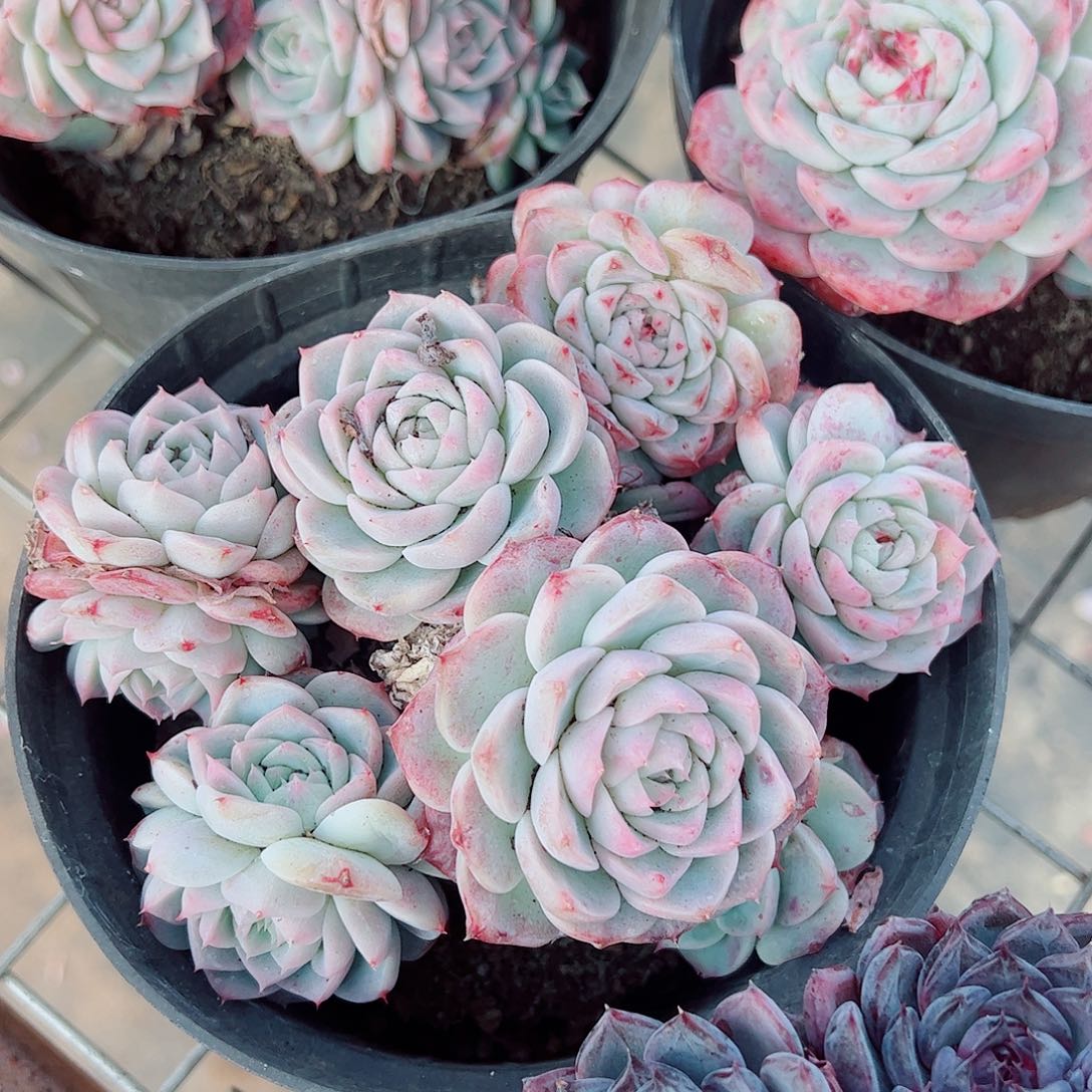 粉水晶多头群生精品特价