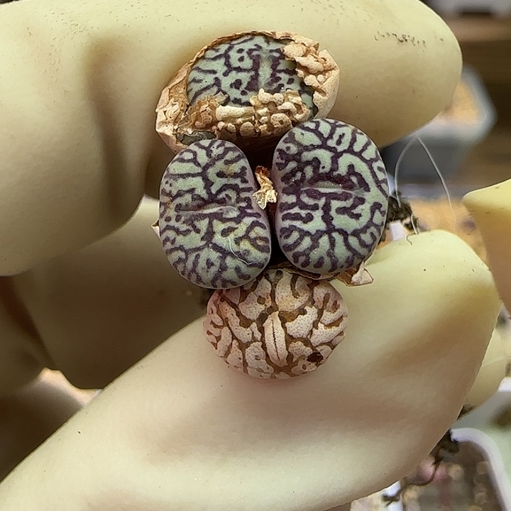 955福利福利福利