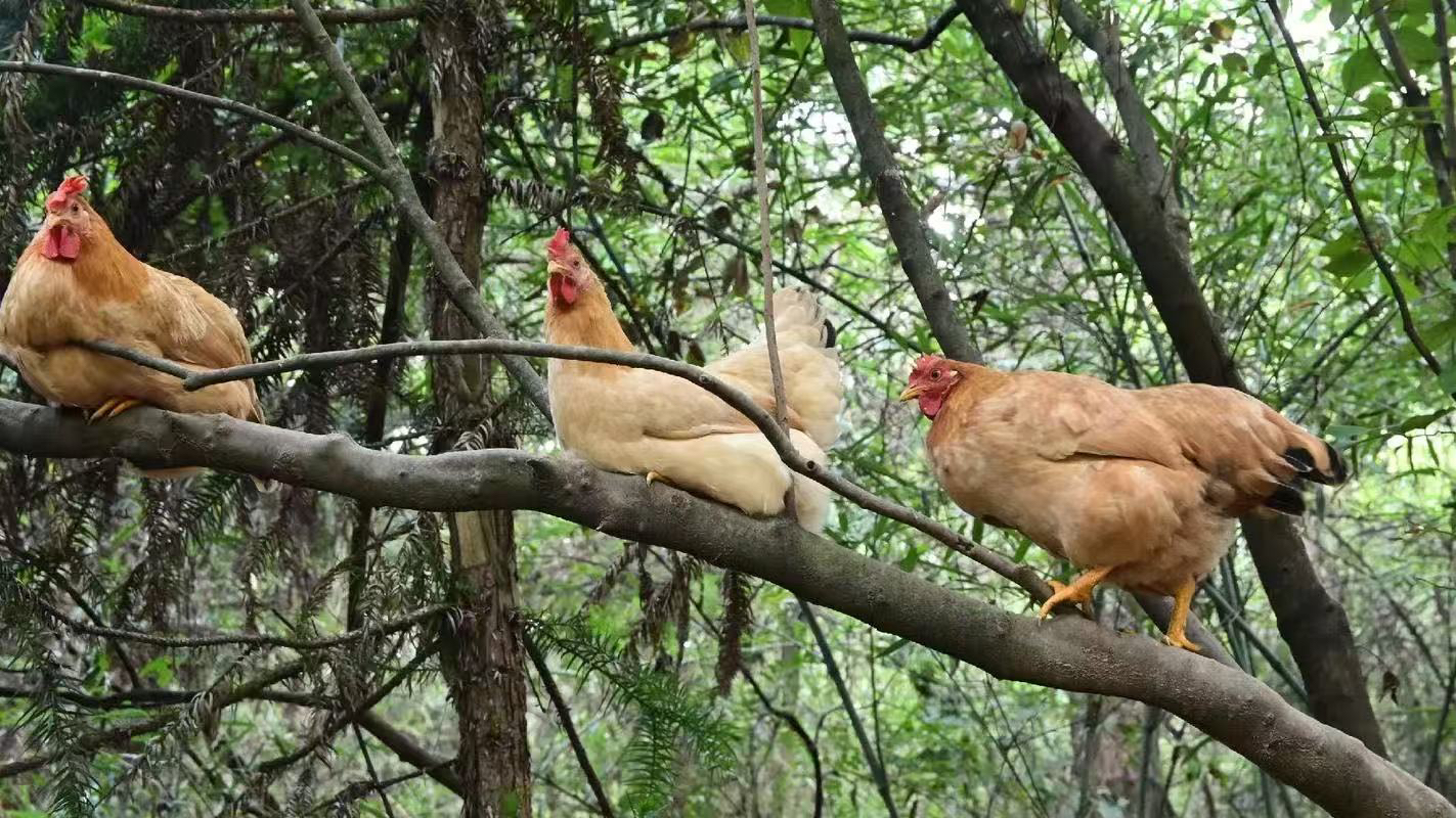 [老岳本土鸡]150天姑娘鸡，吃五谷，喝山泉，优质农产品！